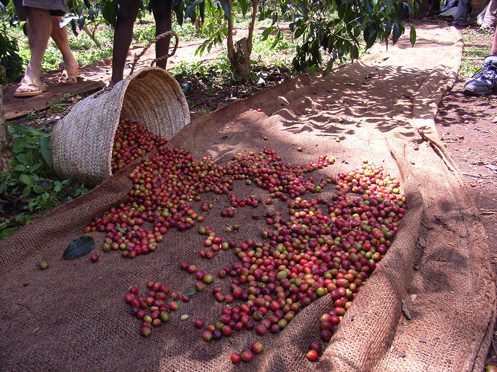 Sidama Coffee Region